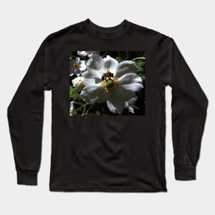 Endangered Bee on a White Rose Long Sleeve T-Shirt